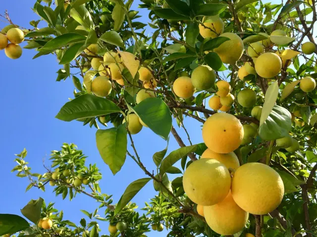 BookNoFees: Restorāns – Citrus Vienna – Vienna – Citrus Vienna, foto 2
