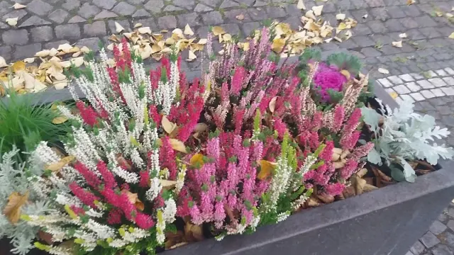BookNoFees: Maiznīca – Bäcker Regina – Wenden – Maizniece Regina, foto 3